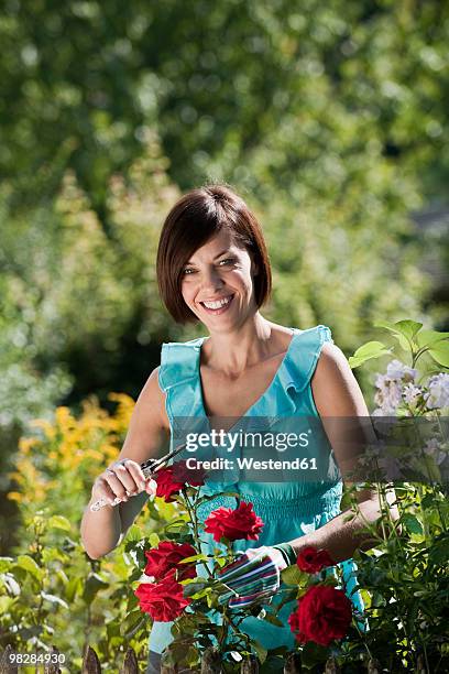 germany, bavaria, woman pruning flowers in garden - white rose garden stock pictures, royalty-free photos & images