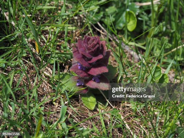 ajuga pyramidalis, pyramidal bugle at alpe devero - ajuga stock pictures, royalty-free photos & images