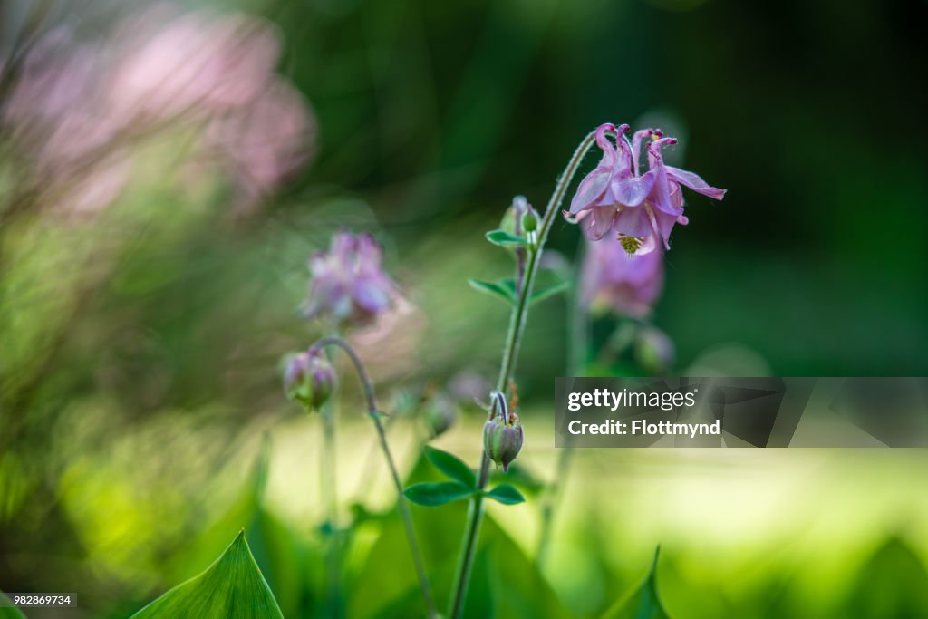 Purple bellflower in spring