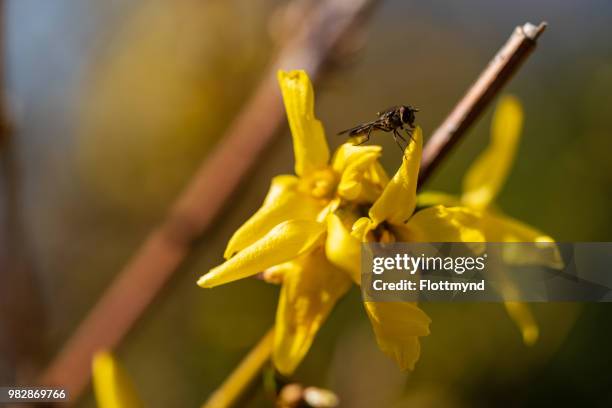 yellow forsythia with a fly on top - forsythia stock pictures, royalty-free photos & images