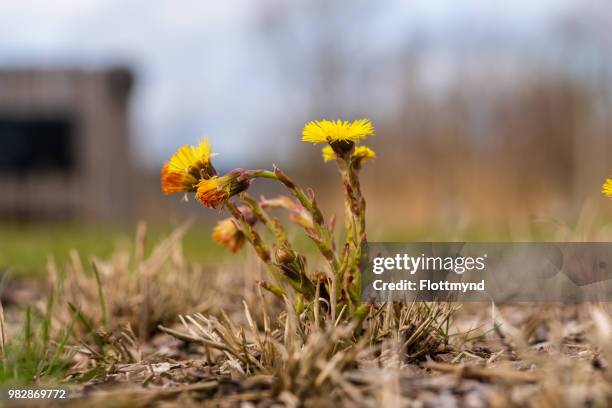 fresh blooming yellow coltsfoot - coltsfoot photos et images de collection