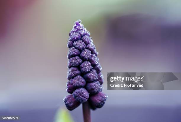 beautiful blue grape hyacinth covered in mist - hyacint stock pictures, royalty-free photos & images