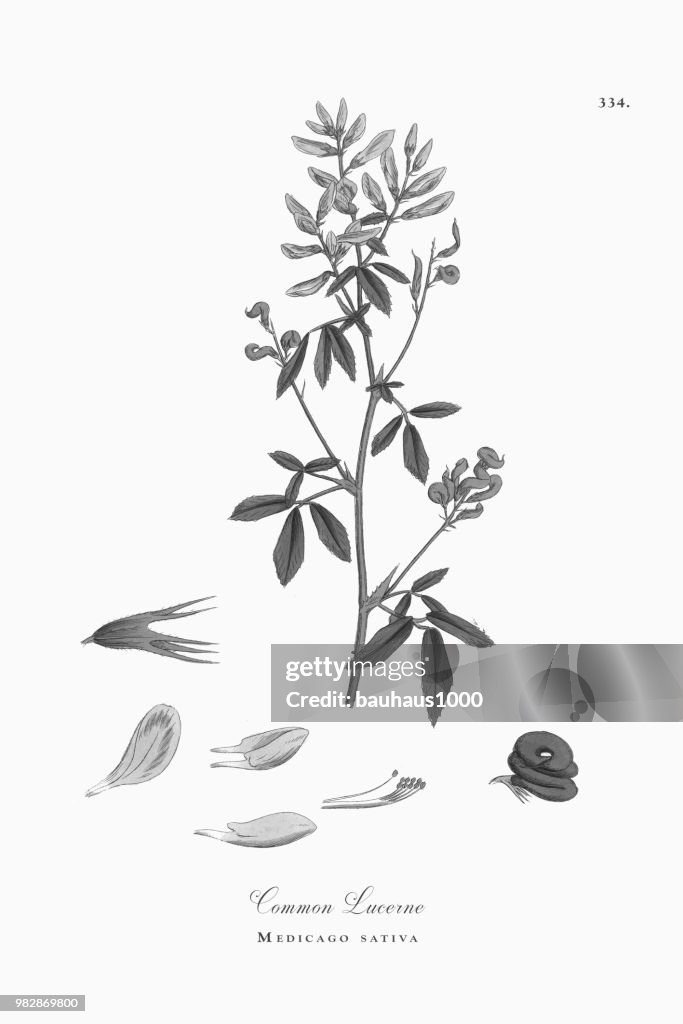Common Lucerne, Medicago sativa, Victorian Botanical Illustration, 1863