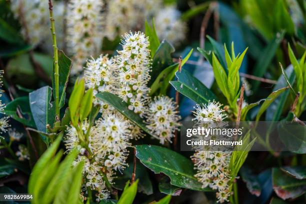 cherry laurel or common laurel - cherry laurel stock pictures, royalty-free photos & images