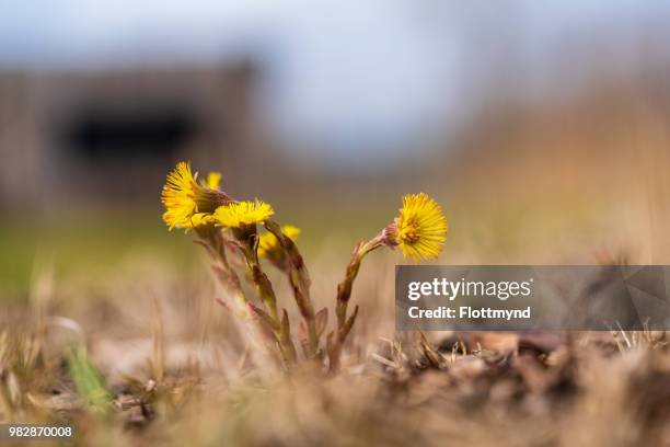 fresh blooming yellow coltsfoot - coltsfoot photos et images de collection