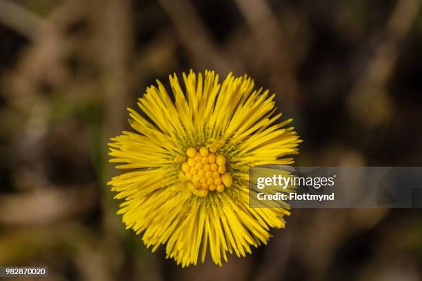 fresh blooming coltsfoot seen from the top - coltsfoot photos et images de collection