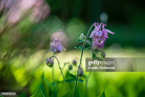 blue bellflower in bloom - milky bellflower stock pictures, royalty-free photos & images