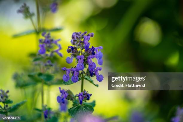 red dead-nettle blooming, purple - dead nettle stock pictures, royalty-free photos & images