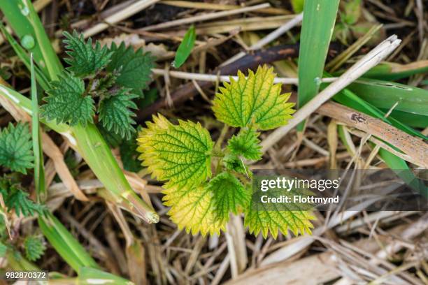 Spring Nettle 1,041 Spring Nettles Stock Photos, High-Res Pictures, and Images ...