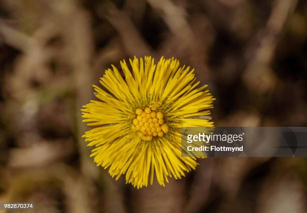 fresh blooming coltsfoot, yellow, topview - coltsfoot photos et images de collection