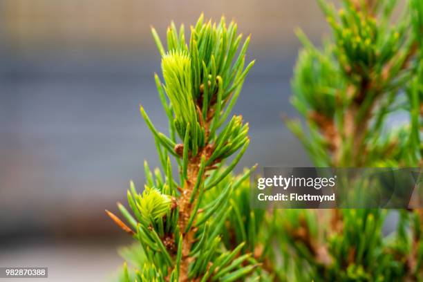 fresh sprouts on a pine tree - pine seedling stock pictures, royalty-free photos & images