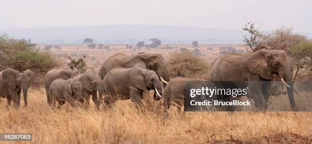 elephants in tanzania - tarangire national park stockfoto's en -beelden