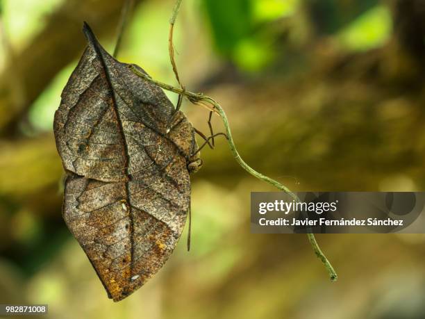 kallima inachus, the orange oakleaf, indian oakleaf or dead leaf, exercising its spectacular camouflage that resembles a dry leaf. - live oak stock pictures, royalty-free photos & images