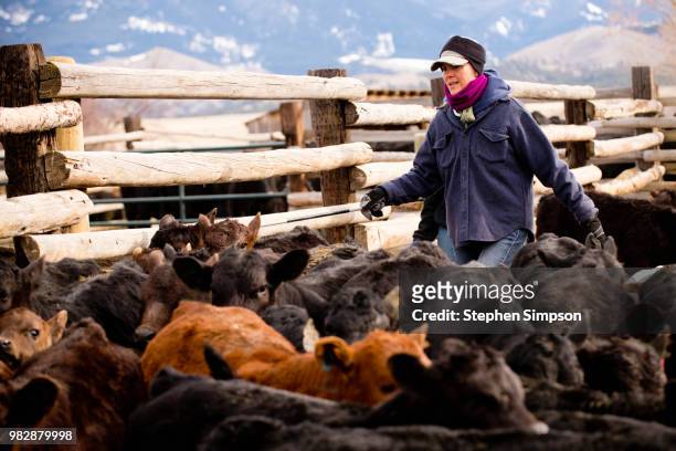 woman works with cattle on montana ranch - cow winter stock pictures, royalty-free photos & images