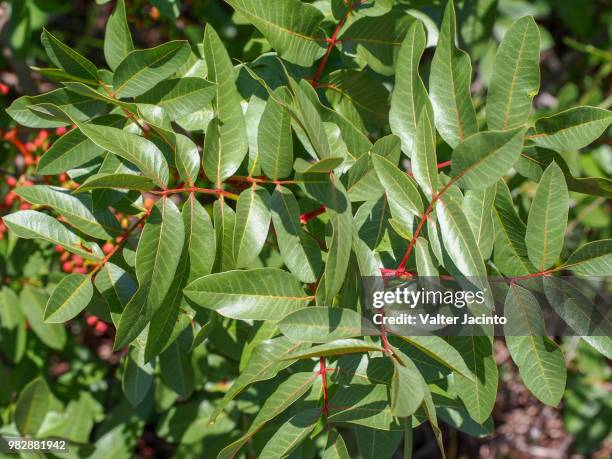 terebinth (pistacia terebinthus) - dickicht stock-fotos und bilder