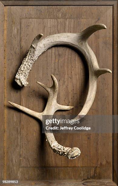 Deer Antlers, Still Life