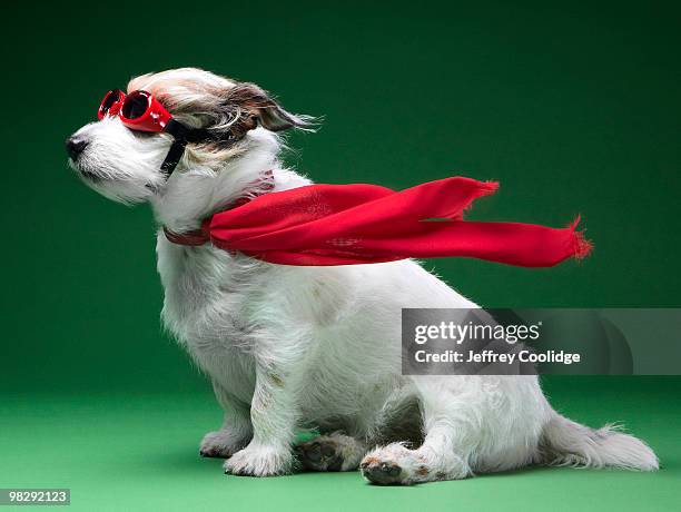 jack russell terrier with scarf and goggles - insolite photos et images de collection