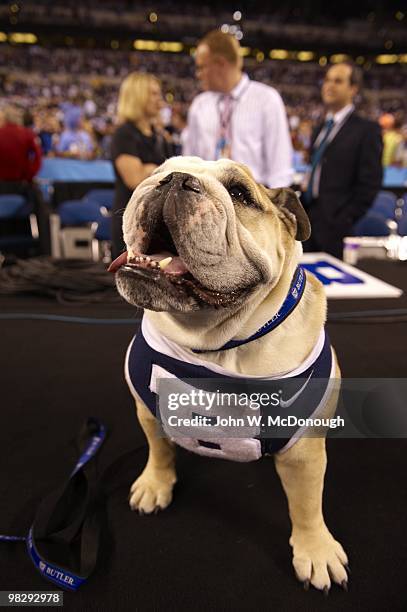 Final Four: Butler Bulldogs mascot Blue II, animal during game vs Duke. Indianapolis, IN 4/5/2010 CREDIT: John W. McDonough