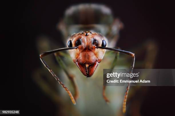 Adam Ant Insect 1,737 Adam Ant Images Stock Photos, High-Res Pictures, and Images ...