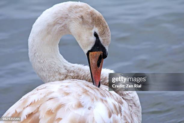 juvenile mute swan (cygnus olor) preening in a lake - preening stock pictures, royalty-free photos & images