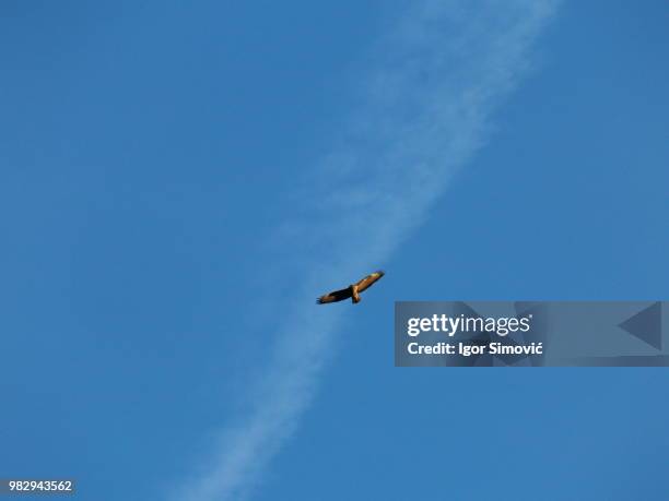 Igor Flying 99 Igor Fly In Sky Stock Photos, High-Res Pictures, and Images - Getty ...