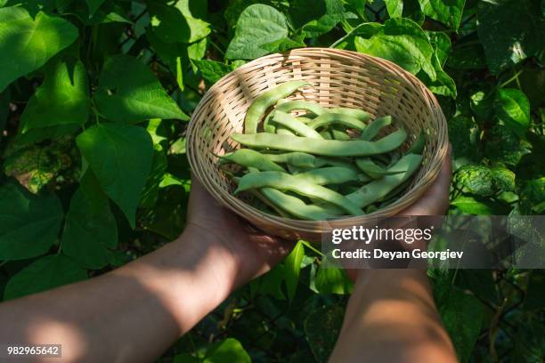 string bean - string bean stock pictures, royalty-free photos & images