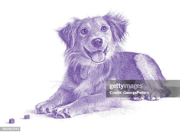 stockillustraties, clipart, cartoons en iconen met golden retriever, collie gemengd rashond hopen te worden vastgesteld - golden retriever