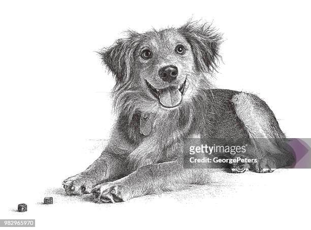 stockillustraties, clipart, cartoons en iconen met golden retriever, collie gemengd rashond hopen te worden vastgesteld - mixed breed dog