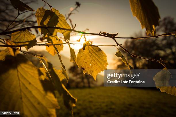 couleur d'automne - or couleur bildbanksfoton och bilder