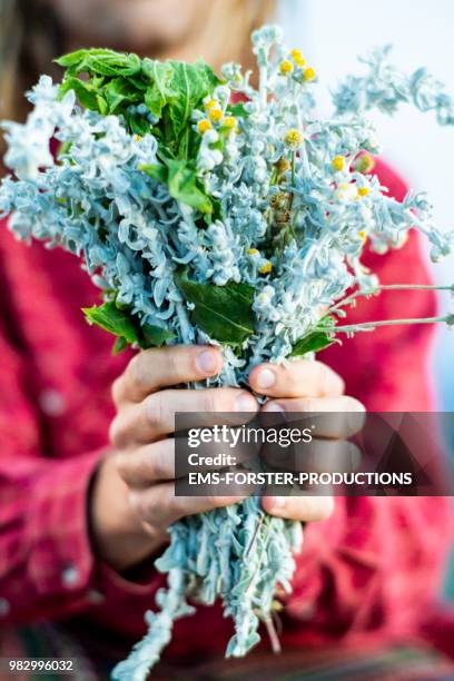 man holds a bunch of greek herbs - ems forster productions stock pictures, royalty-free photos & images