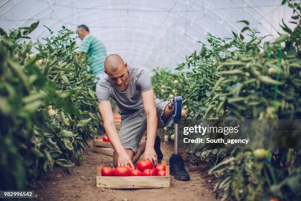 mann mit behinderung kommissionierung tomaten im gewächshaus - wintergarten stock-fotos und bilder