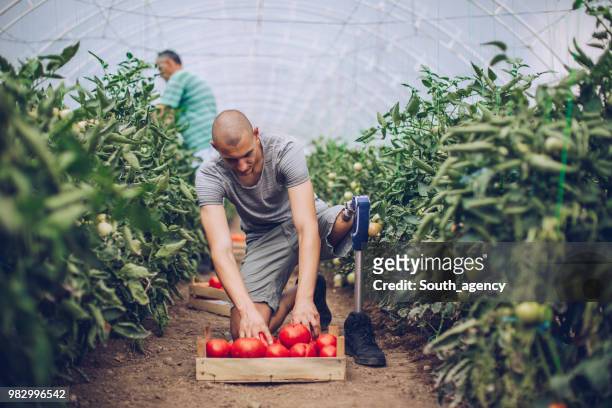 Guy with Disability Picking Tomatoes In Greenhouse