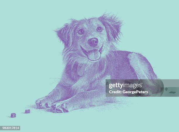 golden retriever, gemischt collie rasse hund angenommen werden in der hoffnung - hundeknochen stock-grafiken, -clipart, -cartoons und -symbole