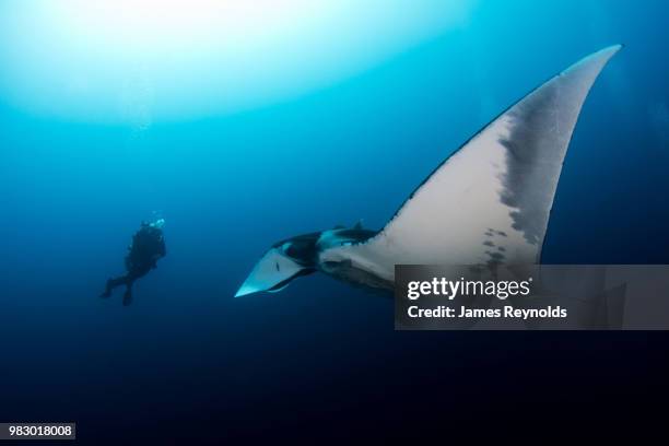 encounter with a manta - ソコロ島 ストックフォトと画像