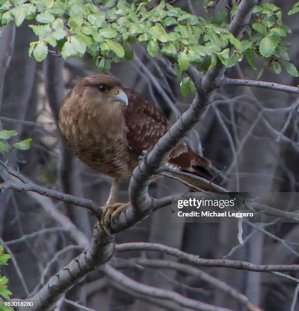 chimango caracara - chimango caracara stock pictures, royalty-free photos & images