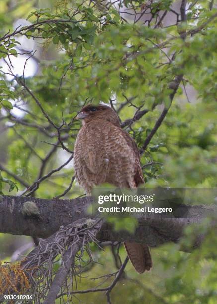 chimango caracara - chimango caracara stock pictures, royalty-free photos & images