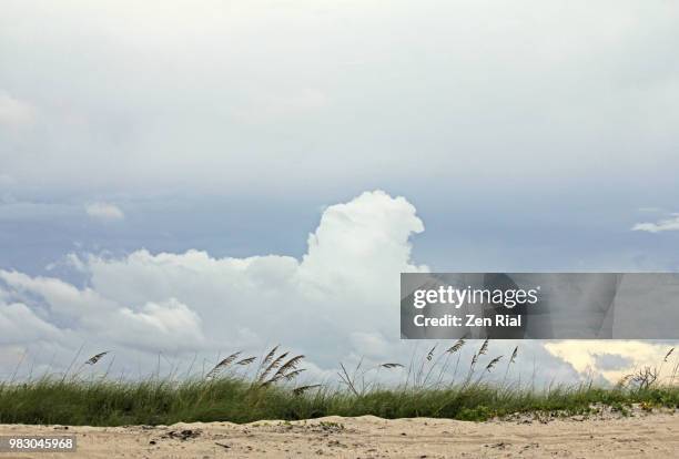 sea oats and grasses at the beach with white fluffy clouds on blue sky - fort pierce foto e immagini stock