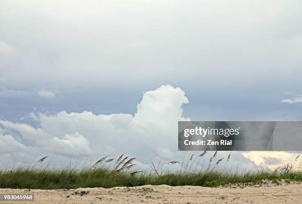sea oats and grasses at the beach with white fluffy clouds on blue sky - fort pierce ストックフォトと画像