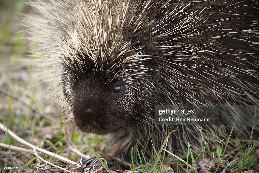 Porcupine