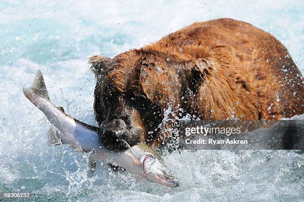 alaska brown bear with salmon - carrying in mouth stock pictures, royalty-free photos & images