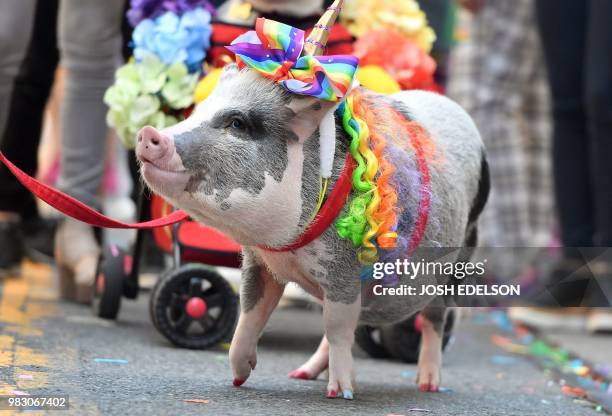 Lilou the pig trots along during the San Francisco gay pride parade in San Francisco, California on June 2018.