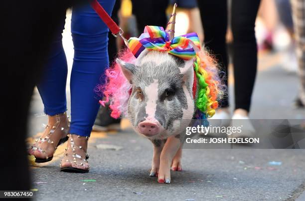 Lilou the pig trots along during the San Francisco gay pride parade in San Francisco, California on June 2018.