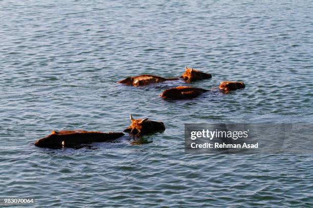 cows swimming in lake - sylhet stock pictures, royalty-free photos & images