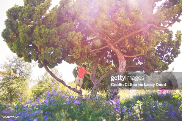 young boy (6-7 years) climbing on tree, los angeles, california, usa - boys only caucasian ethnicity 6 7 years stock-fotos und bilder