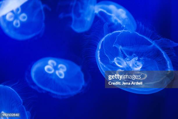 moon jellyfish swimming in aquarium - phosphorescence stock pictures, royalty-free photos & images