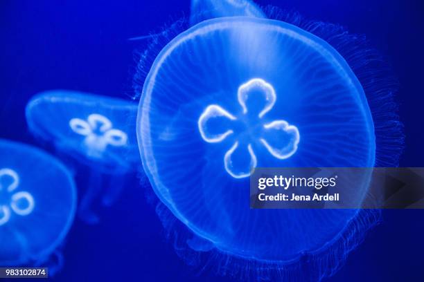 jellyfish swimming in aquarium moon jellyfish - medusa común fotografías e imágenes de stock