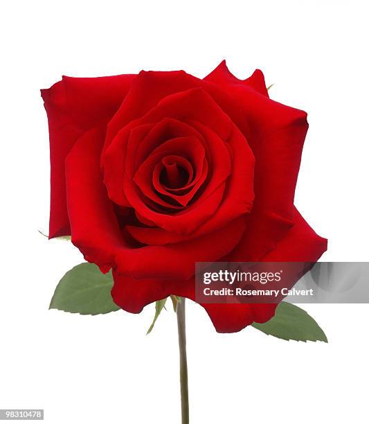 superb hybrid red rose on white background - superb stock pictures, royalty-free photos & images