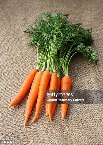 home grown organic carrots on sacking - haslemere stock pictures, royalty-free photos & images