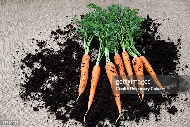 grow your own organic carrots - haslemere stock pictures, royalty-free photos & images