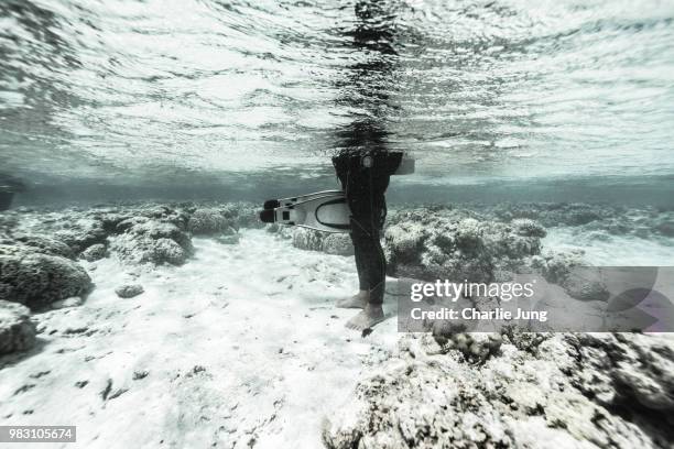 ready to dive - dive adventure foto e immagini stock